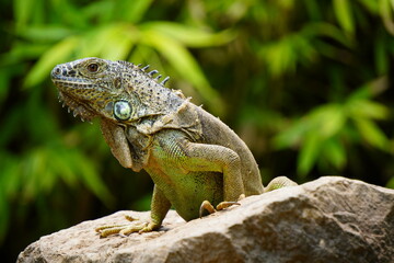 Fauna silvestres, IGUANA