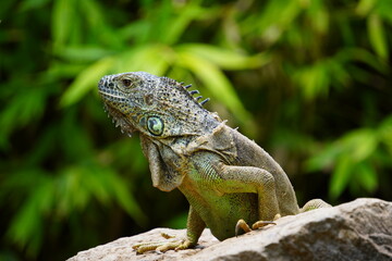 IGUANA
