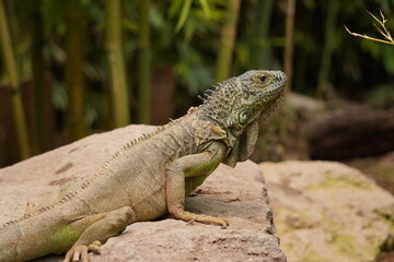 IGUANA