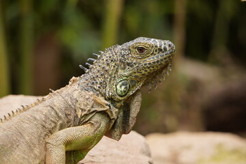 IGUANA