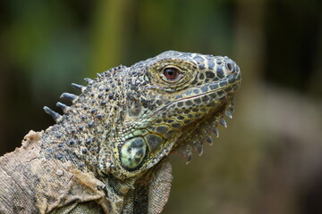 IGUANA