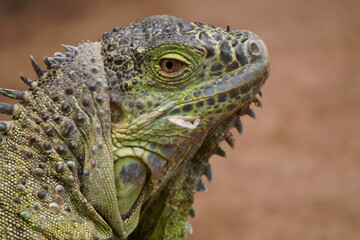IGUANA
