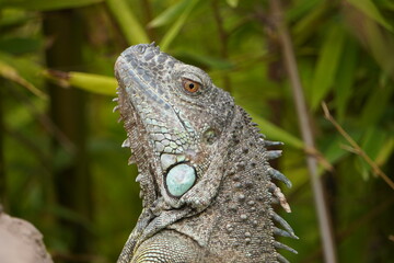 IGUANA