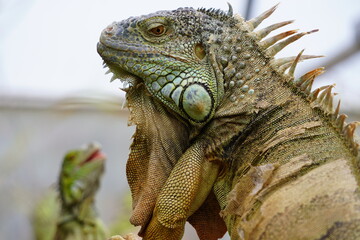 IGUANA