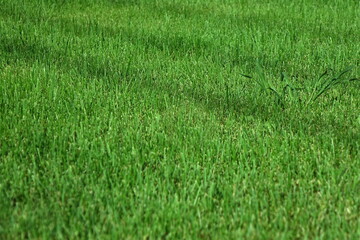Fresh Backyard Garden Lawn. Shady Park Green Grass Background. Picnic Place Wallpaper. Shady Place For Family Or Romantic Resting On Grass. Focus Selective.