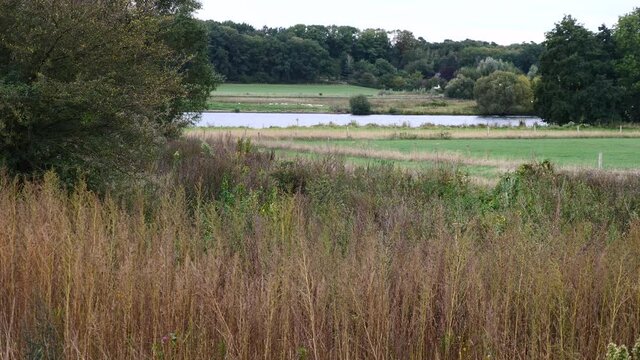Netherlands, Limburg, near Kessel, view over high dry grass and bushes into the valley of the river meuse