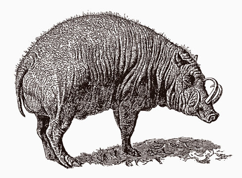 Threatened Buru babirusa, babyrousa babyrussa with distinctive tusks in profile view, after antique engraving from 19th century
