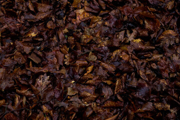 leaves in the forest