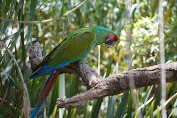 guacamaya verde