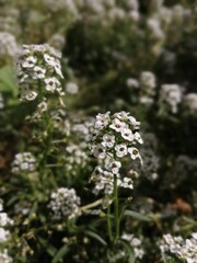 flowers in the forest