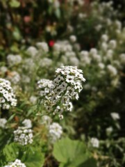 flowers in the garden