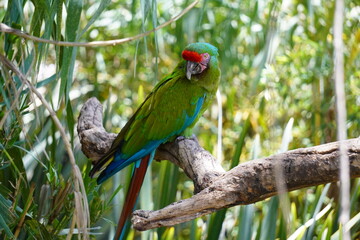 guacamaya verde
