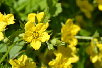 Waldsteinia geoides, the barren strawberries. Low-growing, evergreen strawberry-like perennial of the rose family. Waldsteinia geoides yellow flowers closeup