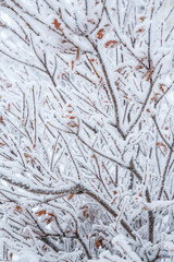 Snow and rime ice on the branches of bushes. Beautiful winter background with twigs covered with...