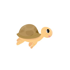 Turtle sea animal