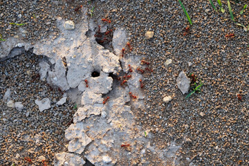 Fire ants on ground from top view for pest on texture of dirt ground surface.