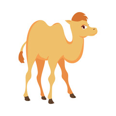 cute little camel
