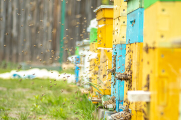 Close up of flying bees. Summer apiary with several Wooden coloured beehive of honeybees on green meadow. bee farm. Beekiping concept,
