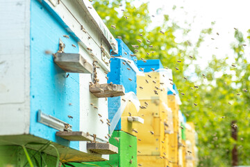 Obraz na płótnie Canvas Close up of flying bees. Summer apiary with several Wooden coloured beehive of honeybees on green meadow. bee farm. Beekiping concept,