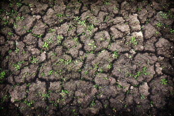 Dry Earth Soil Ground With Small Yong Green Sprout Grunge Texture. Dried Cracked Texture And...