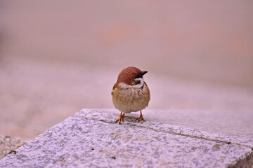 어린 참새 한마리