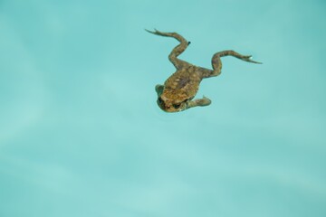 friendly frog in the pool 