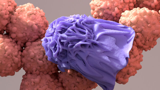Macrophage devouring a cancer cell, immune cells capable of physically ingesting damaged or diseased cells, cancer immunotherapy
