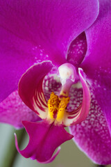 Macro photo of a pretty orchid.