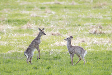 A deer stands up in front of another.
