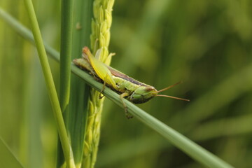 grasshopper on the grass