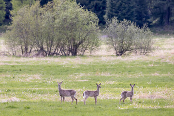 Landscape photo with three deer.