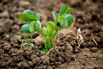 young plant