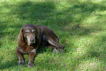 old senior chocolate labrador retriver dog in the shade