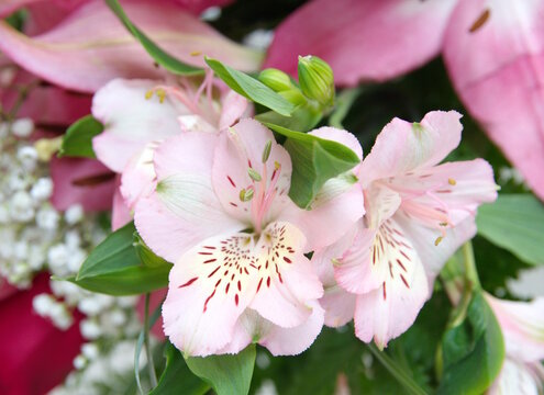 Pink Peruvian lily, lily of the Incas, Alstroemeria with light pink flowers
