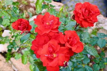 red rose in the garden