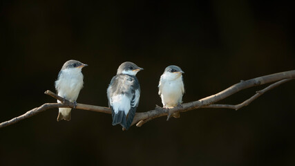 Golondrinas Tachycineta albiventer, Pantanal, Brasil
