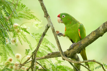 Aratinga de Finsch, perico frente roja, Costa Rica