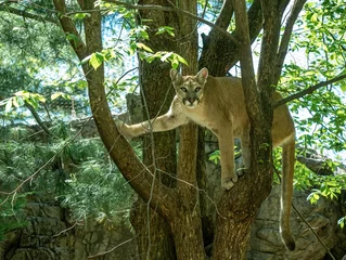 Deurstickers Puma in the tree © Roni