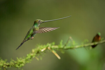 Fototapeta premium Picaflor picoespada, Ensifera ensifera, Ecuador