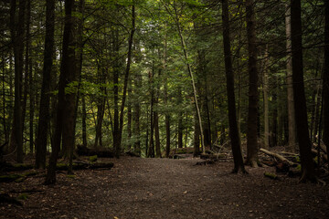 Wide Trail Through the Forest Leads to the Ledges