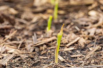 Corn plant leaf damage from frost and freezing weather.  Cold weather damage, crop insurance claim and farming concept

