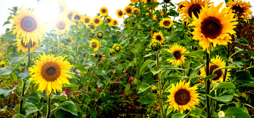 Sunflowers