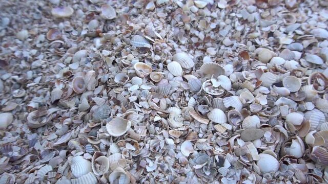 Slow Motion Close up of beach sand with lots of sea shells.