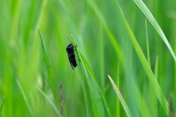 Violet Black-legged Robberfly - Dioctria atricapilla - gravid female