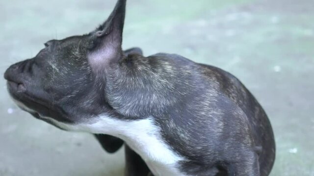 Slow Motion French bulldog outside. Nice aduld frencie girl.