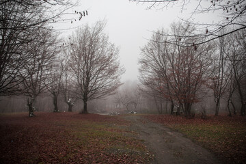 Landscape with beautiful fog in forest on hill or Trail through a mysterious winter forest with autumn leaves on the ground. Road through a winter forest. Magical atmosphere. Azerbaijan nature