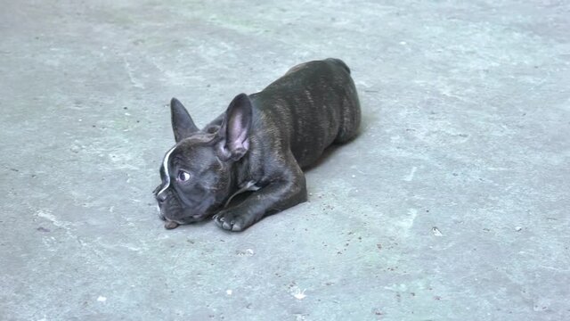 French bulldog outside. Nice aduld frencie girl.