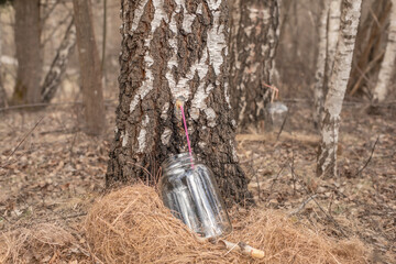 Collecting birch sap in spring season.High quality photo