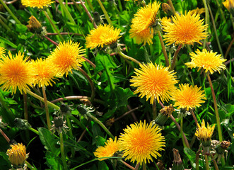 dandelions