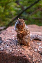Squirrel in the forest
